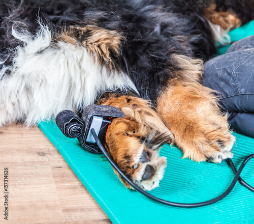 "Lasertherapie angewandt bei einem Hund bei Arthrose" Stockfotos und