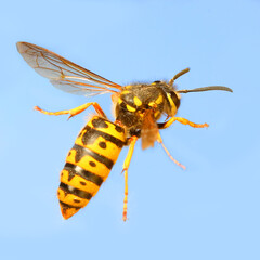 The Wasp - Vespula Germanica flying on blue sky. A wasp’s stinger contains venom that’s transmitted to humans during a sting. Can cause significant pain, irritation and dangerous allergic reaction.