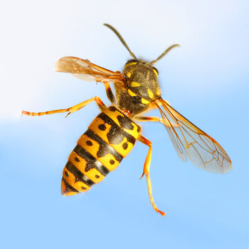 The Wasp - Vespula Germanica flying on blue sky. A wasp’s stinger contains venom that’s transmitted to humans during a sting. Can cause significant pain, irritation and dangerous allergic reaction.