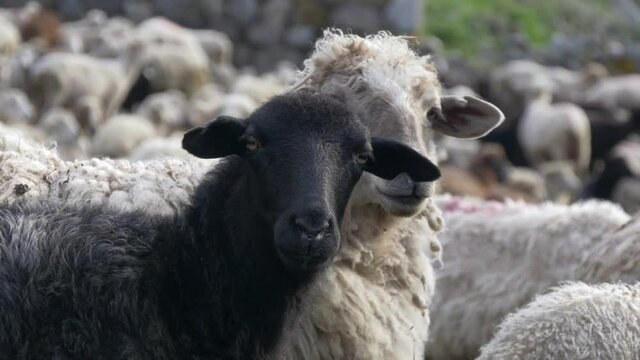 One black sheep between white