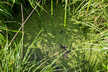 A small green duckweed on the surface of a forest river