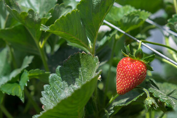 Growing organic sweet hydroponic Strawberries in greenhouse. Israel