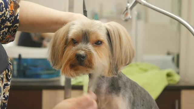 The groomer combs a puppy's fur on a muzzle