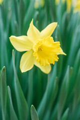 Obraz premium Narcissus is yellow. Wild flower of a daffodil. 