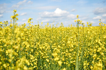 Close up of yellow field flowering oilseed rape on springtime (Brassica napus), Blooming canola, bright rapeseed plant landscape at spring.