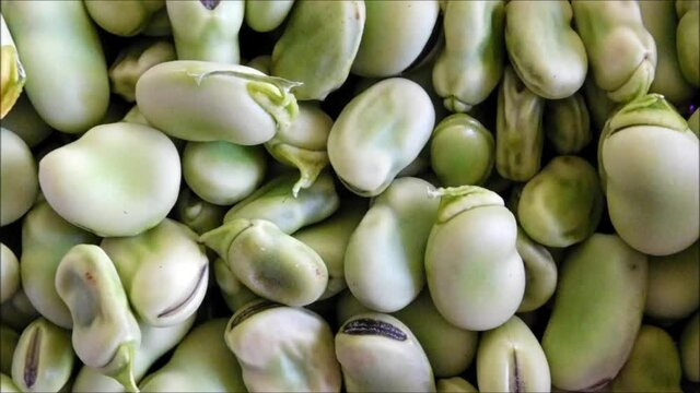 fava bean texture