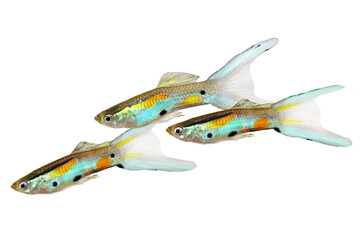 Swarm of Neon Endler Guppy Double Swordtail Male Guppies Poecilia wingei colorful tropical aquarium fish