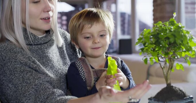 modern family little girl with mom watering bonsai indoor in modern industrial house. caucasian. 4k handheld slow motion detail video shot