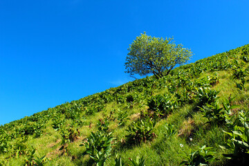 Fototapeta premium Tree against blue sky on a mountain