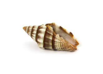 Sea shell