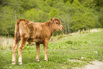 Naklejka na ściany i meble A small calf grazes on a meadow