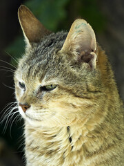 Arabian wildcat, Felis silvestris gordoni, is a subspecies of the European wildcat