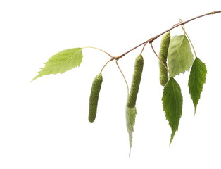 Naklejka premium Birch tree catkin twig, betula pendula ament stem , young spring leaves, isolated on white