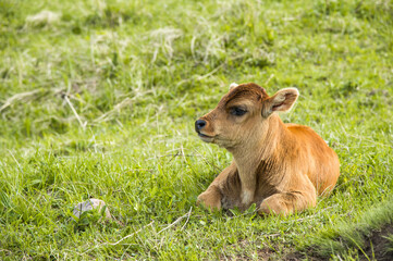 A small calf lies on a meadow