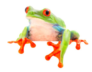 Obraz premium funny curious red eyed tree frog, Agalychnis callydrias a beuatiful colored animal from the rain forest of Costa Rica.