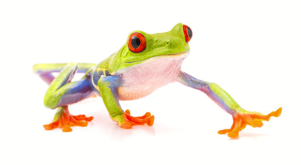 red eyed tree frog isolated on white