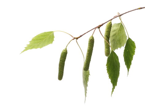 Birch tree catkin twig, betula pendula ament stem , young spring  leaves, isolated on white