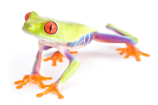 red eyed tree frog Agalychnis callydria or monkey treefrog from the rain forest of Costa Rica and Panama.