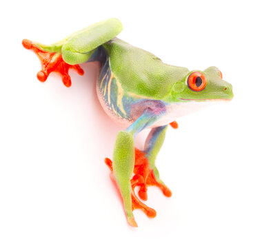 Red eyed tree frog, Agalychnis callydrias. A tropical rain forest animal isolated on a white background
