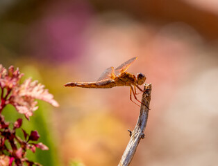 Dragon fly gymnastics