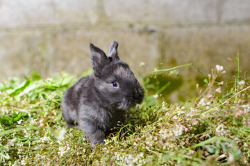 black  little rabbit on green grass