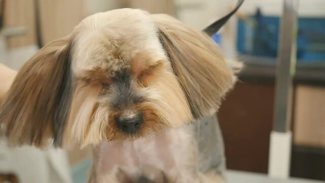 Portrait of lovely puppy in the salon