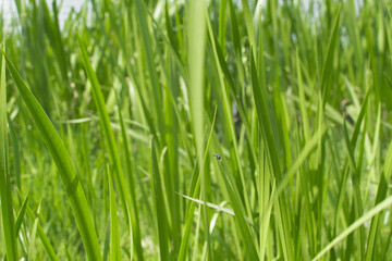 Fototapeta na wymiar Green grass on background of lake