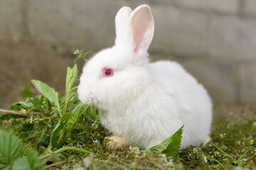 white little rabbit on green grass