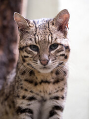 Naklejka premium Geoffroy's cat, Oncifelis geoffroyi, is a small South American cat