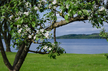 SPRING - Blooming apple tree on the shore of the lake