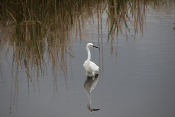 Snowy Egret