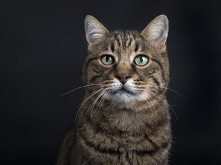 head shot of green eyed tabby European shorthair cat