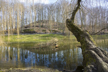Drzewo nad stawem w parku Orunia.
