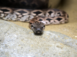 Fototapeta premium Dumeril's Ground Boa, Acrantophis dumerili, is one of Madagascar's greatest snakes