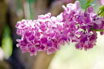 Lilac flowers