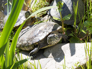 The Red-eared slider, Trachemys scripta elegans, is an invasive species in Europe