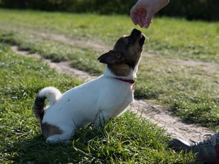 Dog - Giving a goodie 