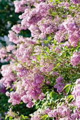 Obraz premium Lilac flowers