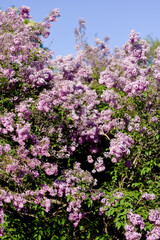 Obraz premium Lilac flowers