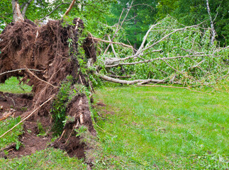 Fallen tree, after hurricane