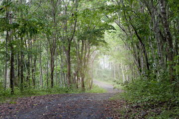 Fototapeta premium Road Clay in forest.