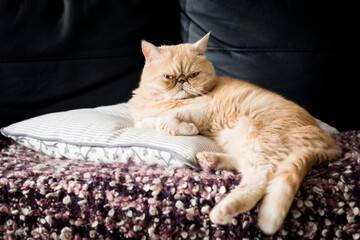 Funny ginger exotic shorthair persian cat sitting on a pillow. Closeup view