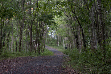 Road Clay in forest.