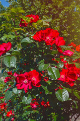 Fototapeta na wymiar Blood red Roses