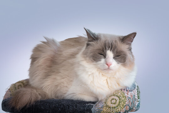 Ragdoll Cat Resting On Climbing Frame