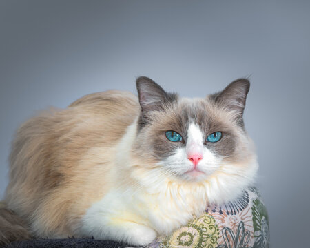 Ragdoll cat resting on climbing frame