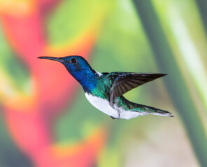 White-necked Jacobin Hummingbird in flight in Costa Rica