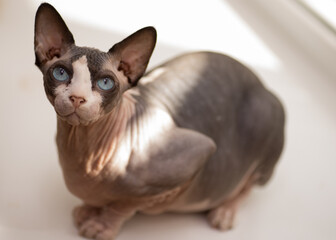 pretty canadian sphynx