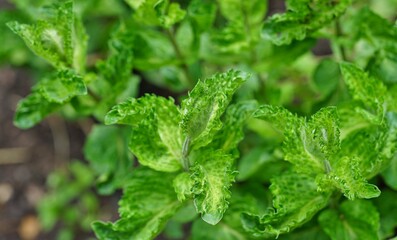 Green leaves of the curly mint herb mentha aquatica crispa © eqroy