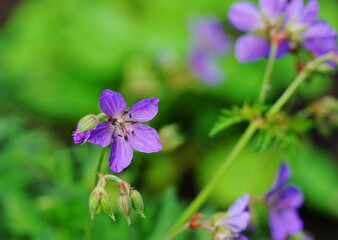 Purple flowers of Meadow Geranium Pratense